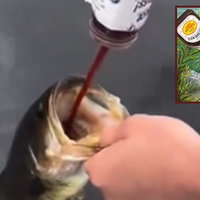 SweetBabyFishin / Guy Feeding Barbeque Sauce to Fish image examples depicting a man pouring bbq sauce into a fish's mouth.