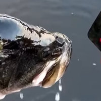 Made the Fish I Just Caught Watch X meme example depicting an image of a fish watching 2016 XXL Freshman Cypher.