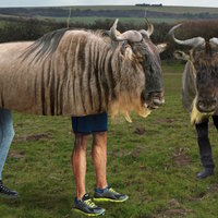 Fake Gnus image example depicting people wearing a fake wildebeest costume.