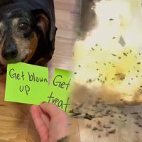 Get Blown Up or Get a Treat example video.