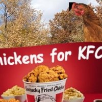 Chickens For KFC meme example.