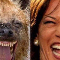 Kamala Harris Laughing Hyena Comparisons hyena next to kamala harris