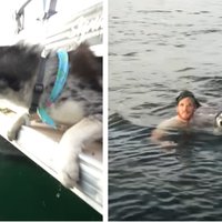 Images from the Logan Paul pushes dog viral video.