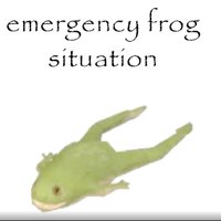 emergency frog situation image