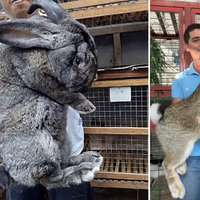 Images depicting people holding Flemish Giant Rabbits.