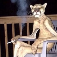 Cigar Cougar meme.
