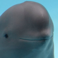 Smiling Dolphin