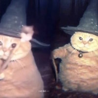 Cheeseball the Wizard Cat meme.