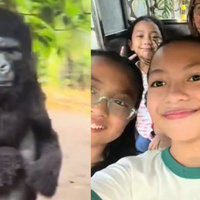 Gorilla Suit Guy Punch Video