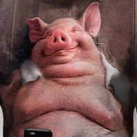 Temu shirt with a pig in the sauna on it.