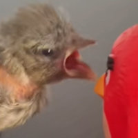 Baby Bird Screaming at Red Angry Birds Toy meme.