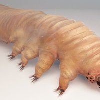 demodex face mite