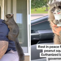 An image of Peanut the Squirrel "P'Nut" and his owner Mark Longo and another of Fred the Raccoon.