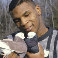 Now Kith / Mike Tyson Holding Pigeons meme.