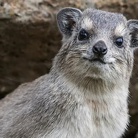 Hyrax animal meme.