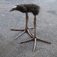 Pūkeko Pukeko meme depicting a fluffy black bird with large long legs.
