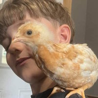 Chicken Boy meme depicting a boy with a chick on his shoulder in a weird perspective covering his face.