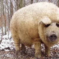Fluffy Pig