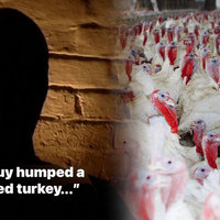 PETA Butterball Turkey Video image example.