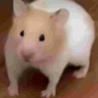 Standing blank Hamster #standingblankhamster