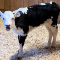 Moothew / Matthew Moo / Zesty Cow / You Found Your Moo meme depicting an image of a calf in a barn.
