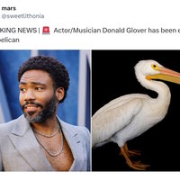 Celebrities Eaten by a Pelican Celebrities Eaten by a Pelican meme example.