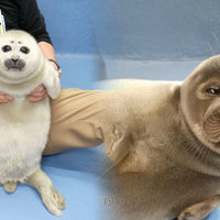 Niko the Seal image examples.