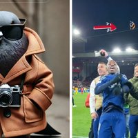 Spijuniro Golubiro AI animal brainrot and a meme example on the right.