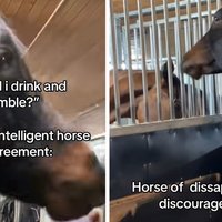 Two examples of Horse of Absolute Agreement and Understanding memes.