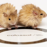Colossal Biosciences wooly mice image example.