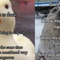 What They're Doing Is Very Smart but Also Very Dangerous