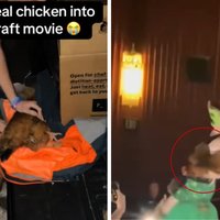 Chicken Jockey incident image examples from TikTok.