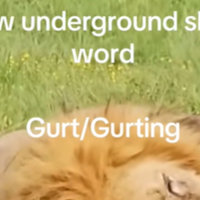 Gurting / gurt slang image and meme example.
