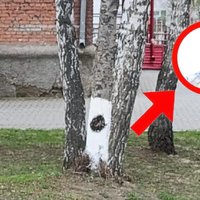 Rule 386 / Is That Minos Prime meme and image example.