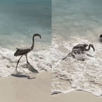 Birds Knocked Over by a Wave Birds Knocked Over by Wave meme.