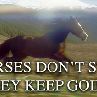 Horses Don't Stop They Keep Going meme example.