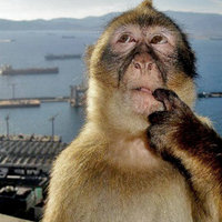 Thinking Monkey meme.