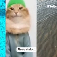 Ahlelele Ahlelas meme examples.