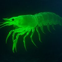 Radioactive Walmart Shrimp Radioactive Walmart Shrimp image example.