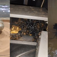 Panama Alien / Venomkin Panama Alien / Venomkin image examples.