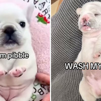 I Am Pibble Wash My Belly meme depicting a baby white French bulldog.