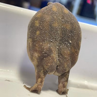Frog Butt meme depicting a rain frog from behind.