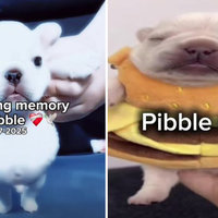 Pibble Death / Pibble is Dead Pibble Death / Pibble is Dead meme and image examples.