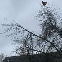 Chicken Screaming On Tree meme.