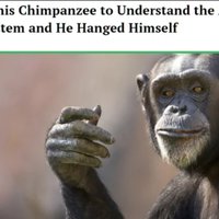 We Taught This Chimpanzee and He Hanged Himself meme and image example.