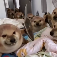 Drog meme example image.