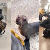 Everybody Hit the Sea Lion meme and trend example images.