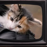 Baby Kittens Without Mommies meme and image example.
