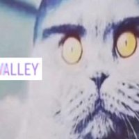 Folk Valley Cat meme.