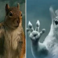 Squirrel Waving Bye In Tornado / Superman Tornado Squirrel meme example images.